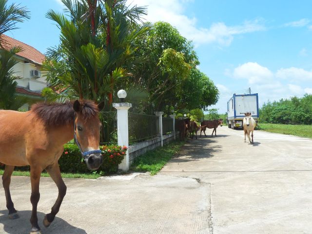 Pferde in der Siedlung von Leo und Kaew in Trang.